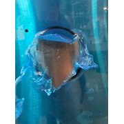  УЦ Вытяжка MAUNFELD Lee Wall 35 Sensor Inox (плохая упаковка, царапина на корпусе) 