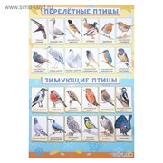  Плакат "Зимующие и перелётные птицы" А2 (4993049) 