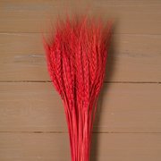  Сухой колос пшеницы, набор 50 шт., цвет красный (4447386) 