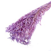  Сухоцвет «Овёс посевной», фиолетовый, 50 г в упаковке (7749553) 