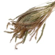  Сухоцвет «Щетинник», натуральный, 30 - 50 г в упаковке (7749568) 