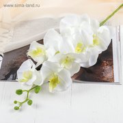  Цветы искусственные "Орхидея Изящная" 10*100 см, белая (2803719) 