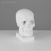 Гипсовая фигура череп (слепок с натурального), 19 х 14 х 25 см (2515092) 