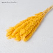  Сухоцвет «Камыш» набор 15 шт, цвет оранжевый (4797387) 