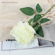  Цветы искусственные "Роза Охара" 8,5х56 см, белый (3794249) 