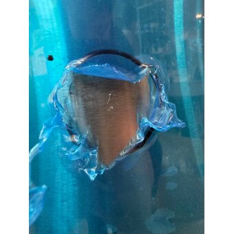  УЦ Вытяжка MAUNFELD Lee Wall 35 Sensor Inox (плохая упаковка, царапина на корпусе) 