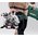  Торцовочная пила Metabo KGS 216 M (619260000) 