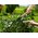  Ножницы для живой изгороди Gardena NatureCut черный/коричневый (12300-20.000.00) 
