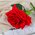  Цветы искусственные "Роза Гран При" 7х46 см, красный (3794241) 