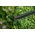  Кусторез Bosch EasyHedgeCut 45 (0600847A05) 