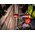  Дрель-шуруповерт Milwaukee M18 Fuel One-Key ONEPD3-502X (4933492801) 2АКБ+ЗУ уд 