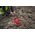 Рулетка Milwaukee 48225360 60м 
