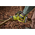  Цепная пила Ryobi 18В RY18PSX15A-120 (5133005780) 