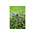  Кусторез Ryobi 36В RY36PHT50A-0 (5133005382) 