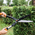  Кусторез STARTUL Garden ST6096-02 