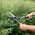  Кусторез STARTUL Garden ST6096-02 