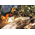 Бензопила Stihl MS 250 (11232000790) 