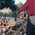  Бензопила Stihl MS 250 (11232000790) 