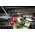  Пила ленточная Milwaukee M18 FBS85-0C (4933471496) 