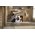  Стиральная машина Miele WWB380 WCS 125 Edition белый 