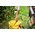 Минимойка HOTO HTT0023EU 20V Pressure Washer Pro 